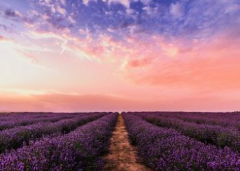 field of lavender at sunset, creating an abundance mindset